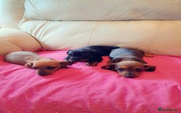 Dachshund dogs for sale: 3 miniature dachshund puppies  - Image 4
