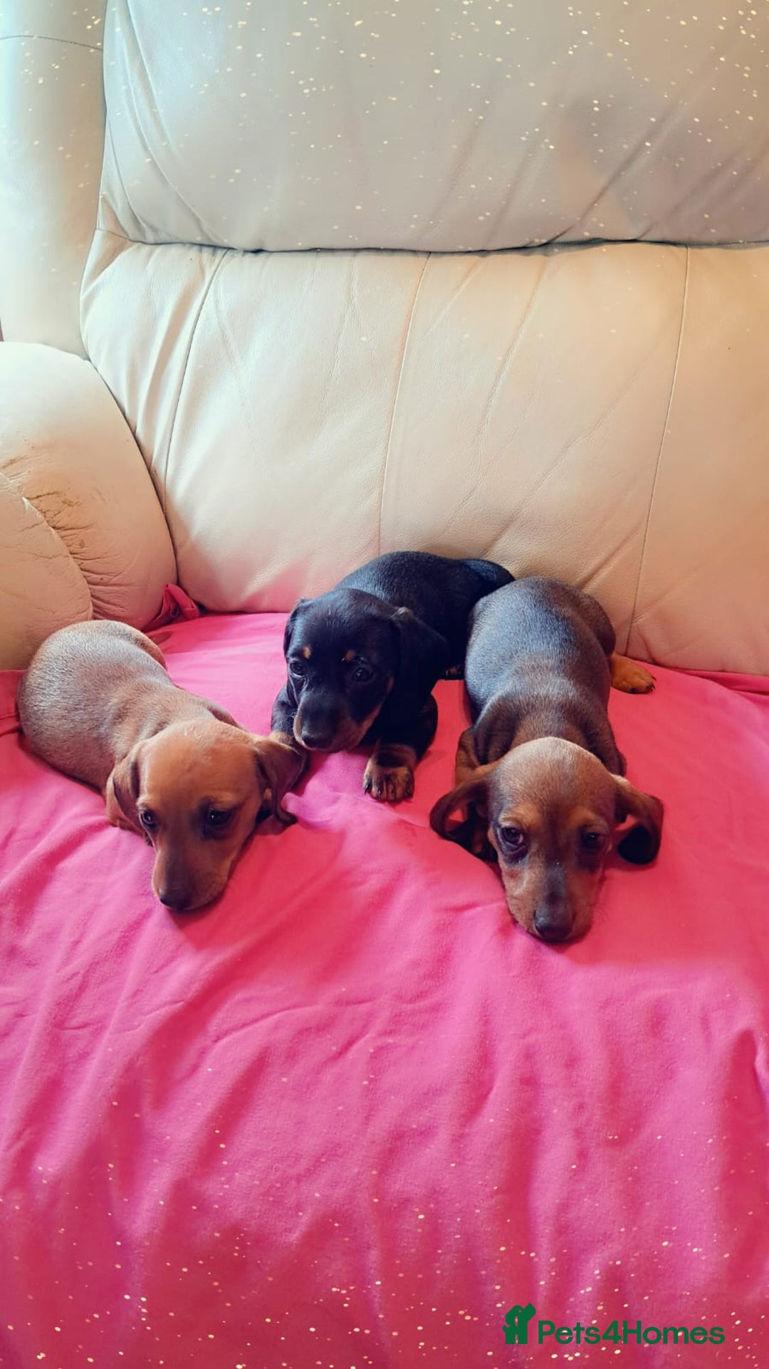 Dachshund dogs for sale: 3 miniature dachshund puppies  - Image 4