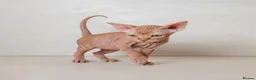 Sphynx cats for sale: Rare tabby champion Sphynx kittens  - Advert 17