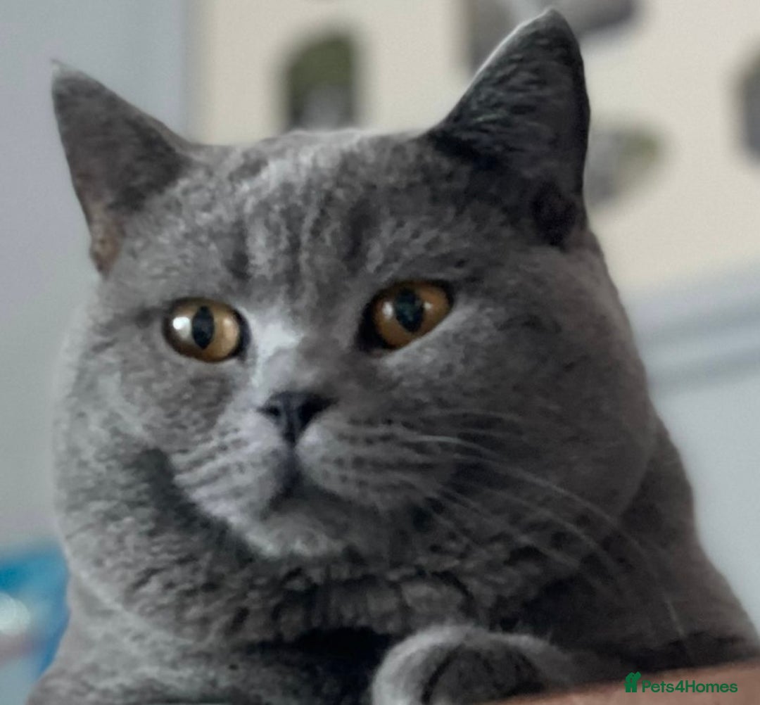 British Shorthair cats for sale: Beautiful litter of British blues  - Image 16
