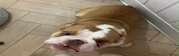 English Bulldog dogs for sale: Miss Tess Davies  in Cardiff - Advert 2