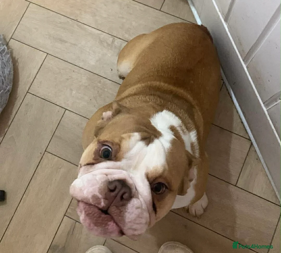 English Bulldog dogs for sale: Miss Tess Davies  in Cardiff - Advert 2