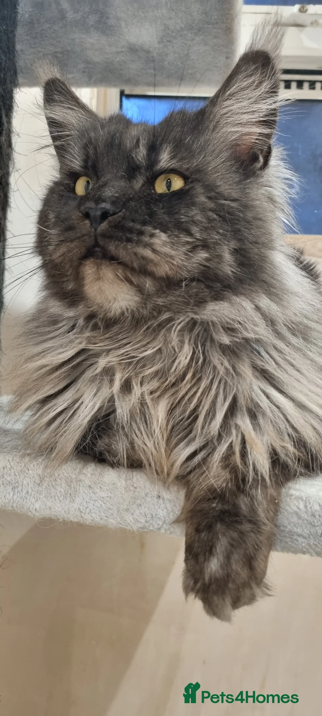 Maine Coon cats for stud: Proven Champion bloodlines stud in Doncaster - Advert 7