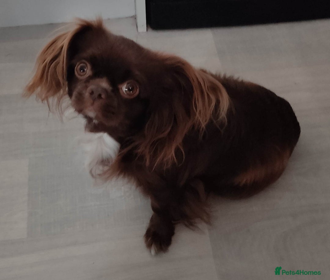 Chihuahua dogs for sale: Beautiful Chocolate Chihuahua Girls  - Advert 19