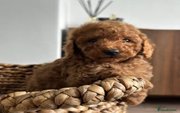 Miniature Poodle dogs for sale: 🐾 Beautiful KC 🦊 Red Miniature Poodle Puppies 🐾 - Image 26