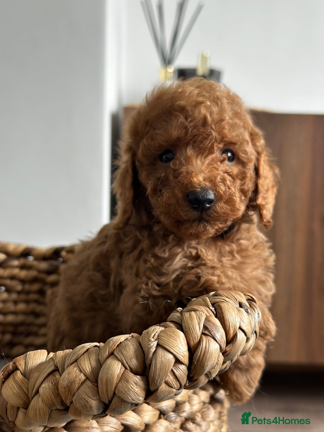 Miniature Poodle dogs for sale: 🐾 Beautiful KC 🦊 Red Miniature Poodle Puppies 🐾 - Image 26