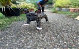 English Bull Terrier dogs for sale: English Bull Terrier Pups(Small Umbilical Hernias) - Image 7