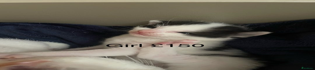 British Shorthair Kitten 1