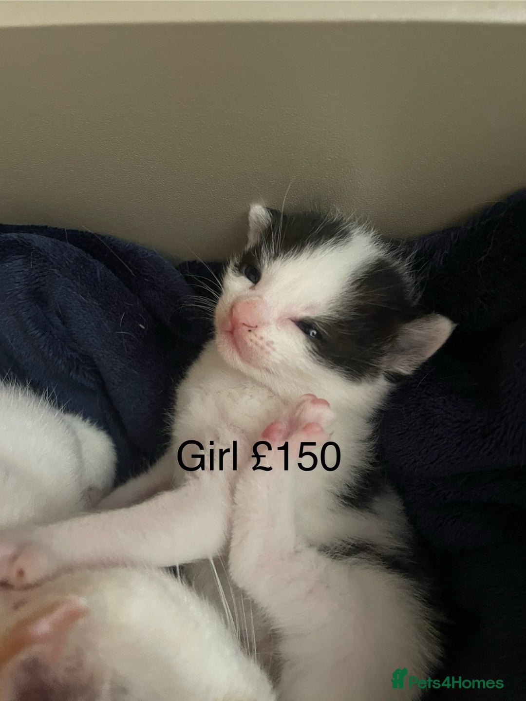 British Shorthair cats for sale: Beautiful kittens  - Image 4