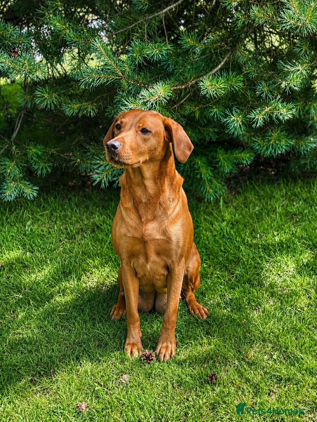 Labrador Retriever dogs KC REG FOX RED LABRADOR PUPPIES - Advert 2