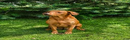 Labrador Retriever dogs for sale: KC REG FOX RED LABRADOR PUPPIES - Advert 2