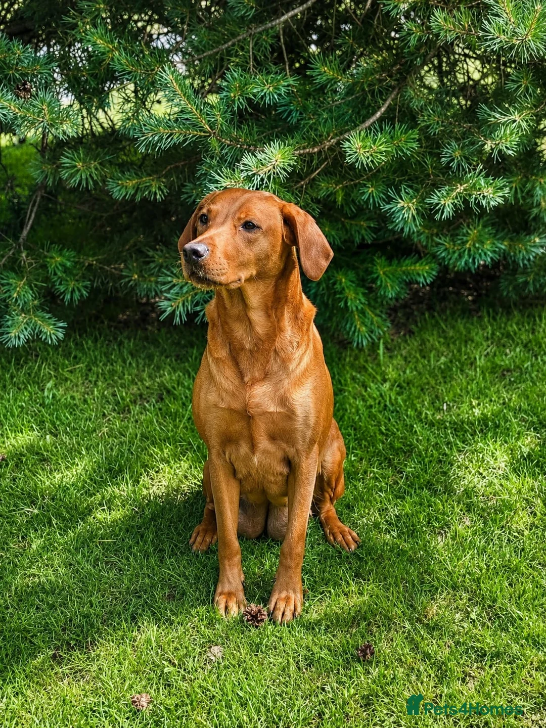 Labrador Retriever dogs for sale: KC REG FOX RED LABRADOR PUPPIES - Advert 2