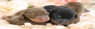 BLACK AND TAN MALE 