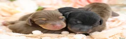 Miniature Dachshund dogs for sale: KC Registered Miniature Dachshund Puppies - Advert 9