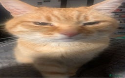 Domestic Shorthair cats for sale: Zuki the cat - Image 6