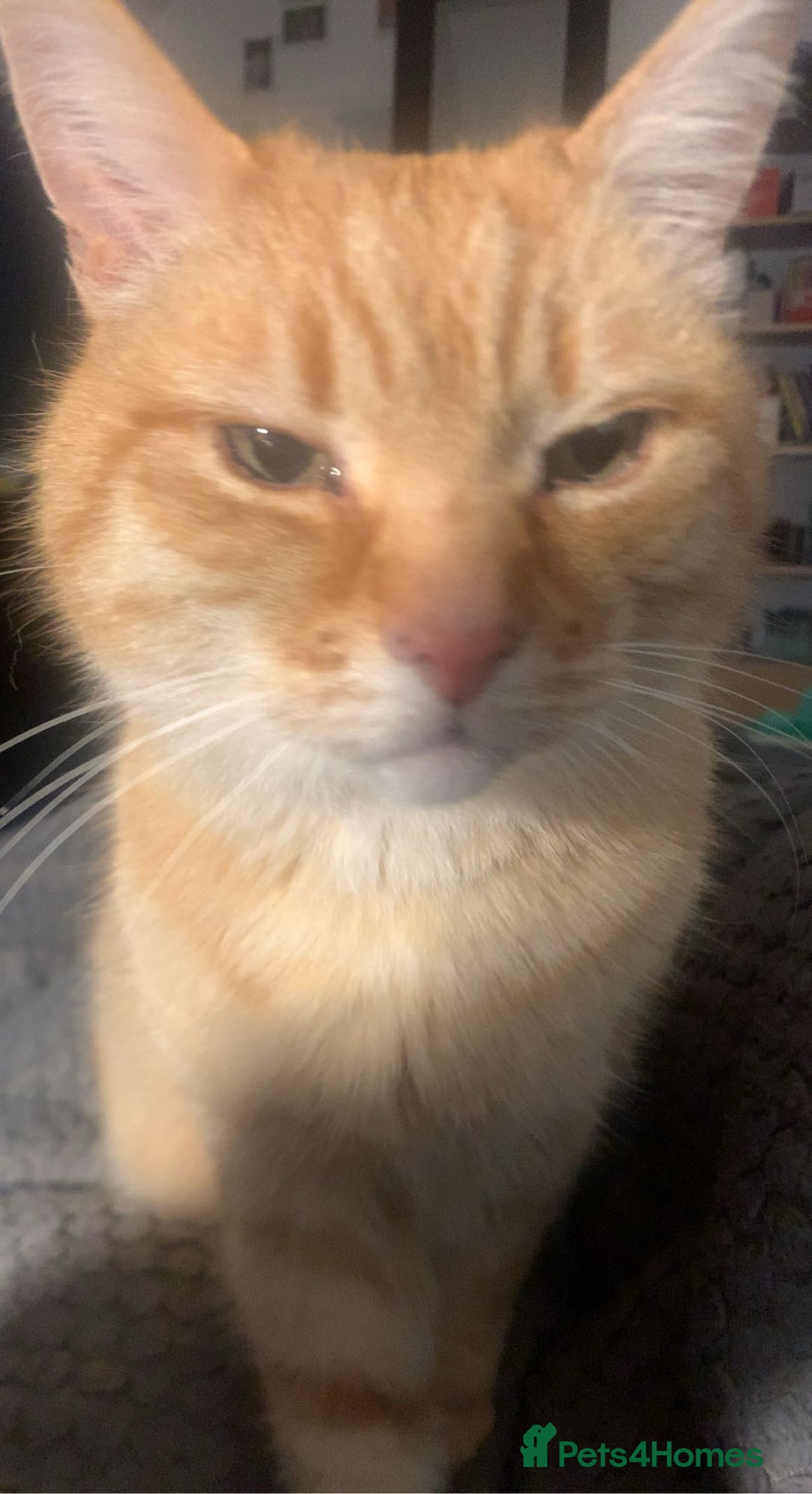 Domestic Shorthair cats for sale: Zuki the cat - Image 6
