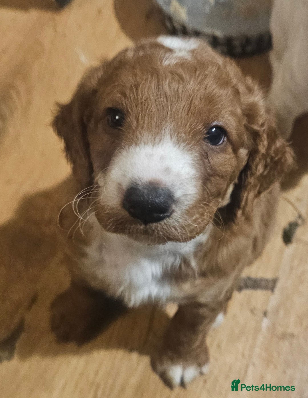 Cockapoo dogs for sale: Only two puppies left! Ready to go 9th December! - Advert 21