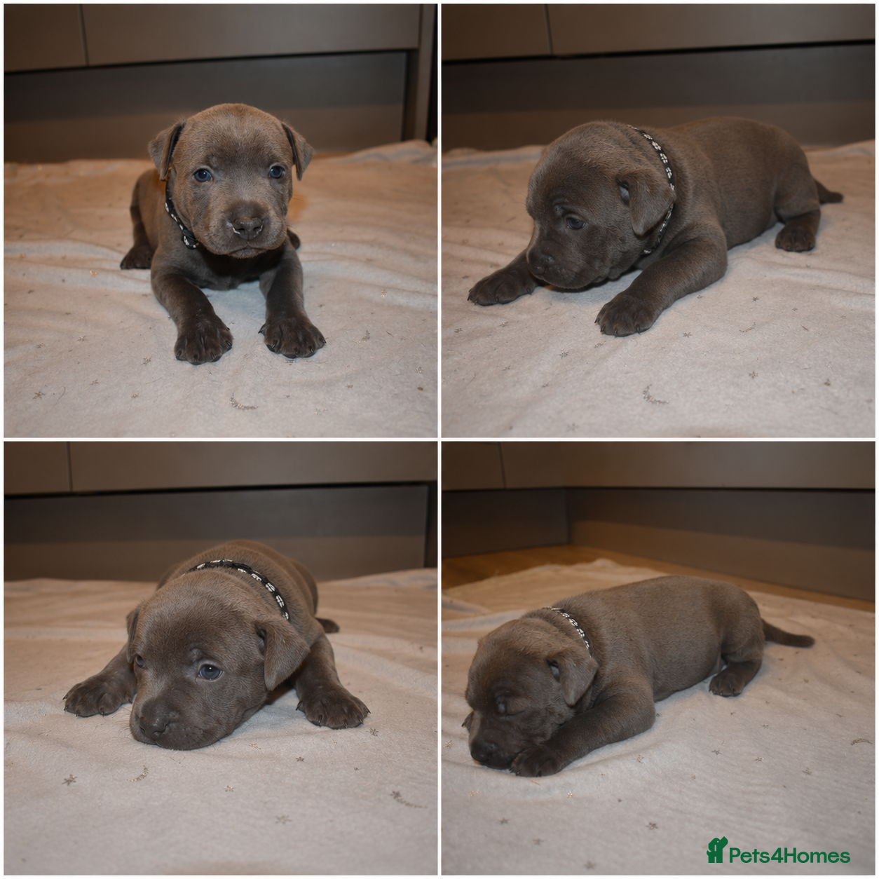 Staffordshire Bull Terrier dogs KC Staffordshire bull terrier pups  - Advert 1