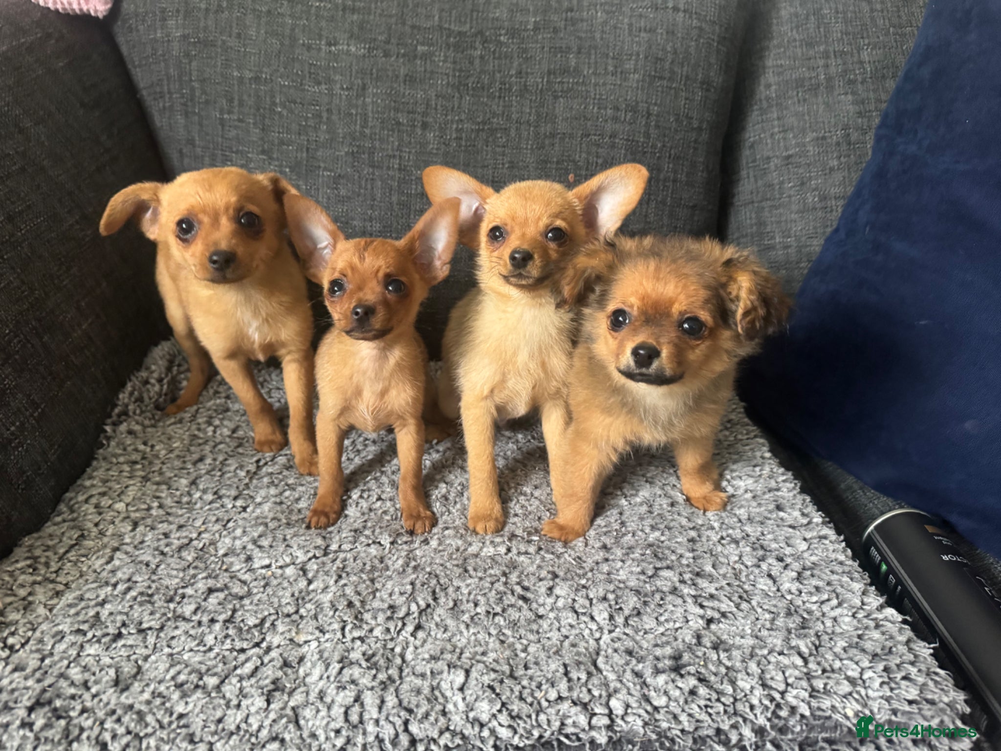 Pomchi dogs Pomeranian x puppies 3 girls 3 boys  - Advert 8