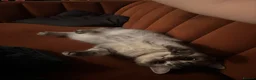 British Shorthair cats for sale: British shorthair  in Tipton - Advert 4