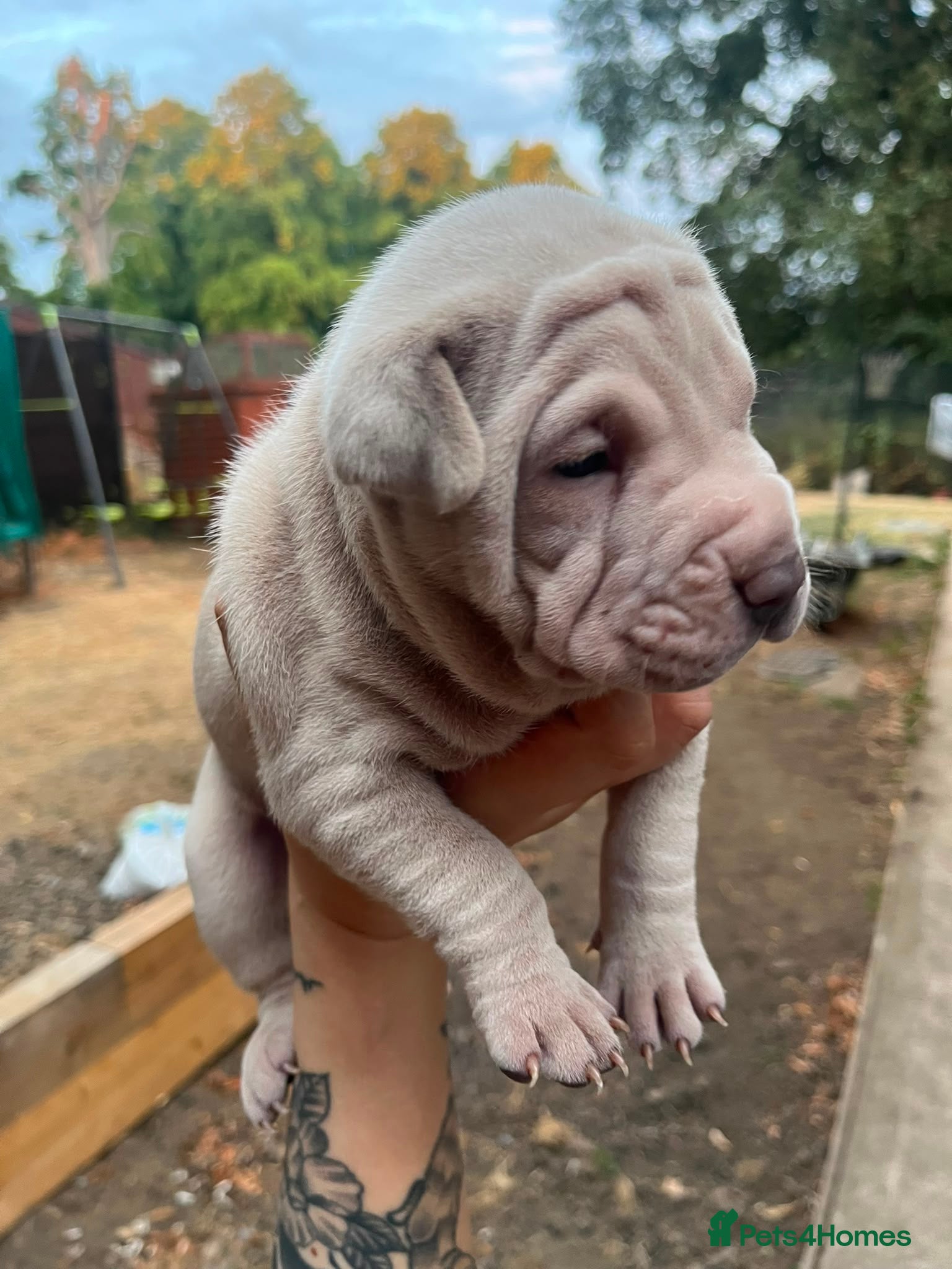 Mixed Breed dogs Litter of gorgeous Shar Pei cross puppies - Advert 2