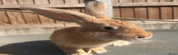 Continental Giant rabbits for sale: Giant ready to go now 12 weeks old  - Advert 5