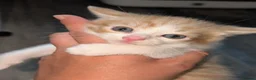 Mixed Breed cats for sale: Maine coon cross kittens  - Advert 12