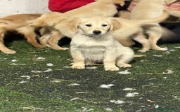 Golden Retriever dogs for sale: Last golden retriever pup available now  - Image 10