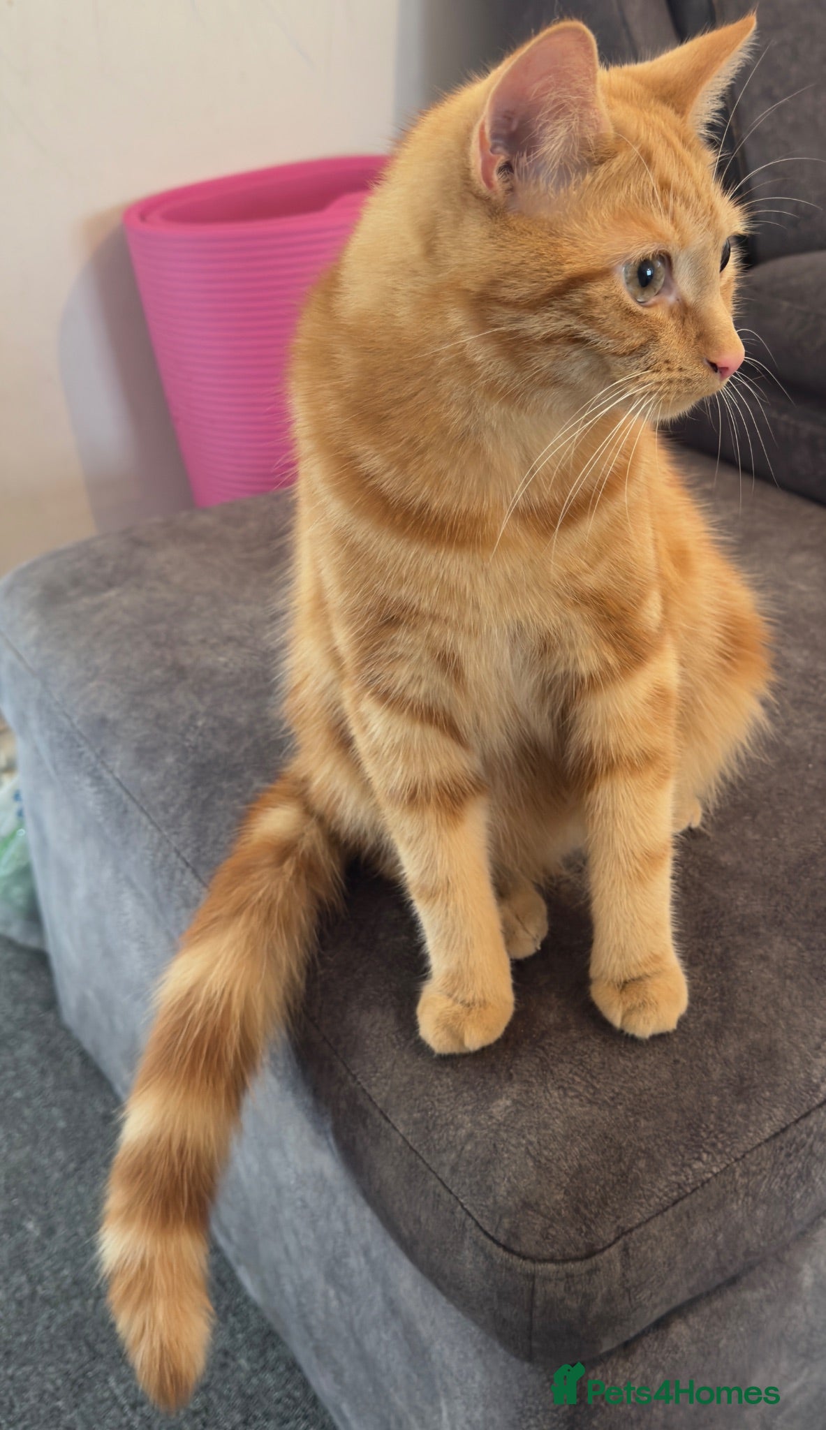 Domestic Shorthair cats Urgent Home Needed – 2 Neutered Sibling Cats - Advert 2