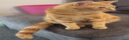 Domestic Shorthair cats for sale: Urgent Home Needed – 2 Neutered Sibling Cats - Advert 2