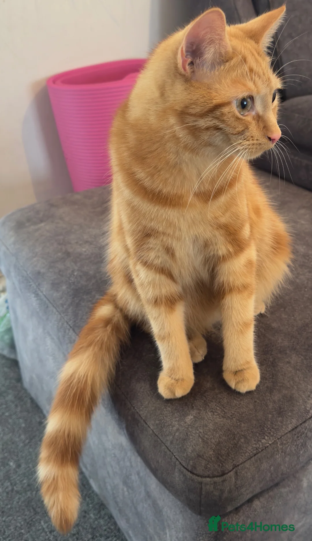 Domestic Shorthair cats for sale: Urgent Home Needed – 2 Neutered Sibling Cats - Advert 2