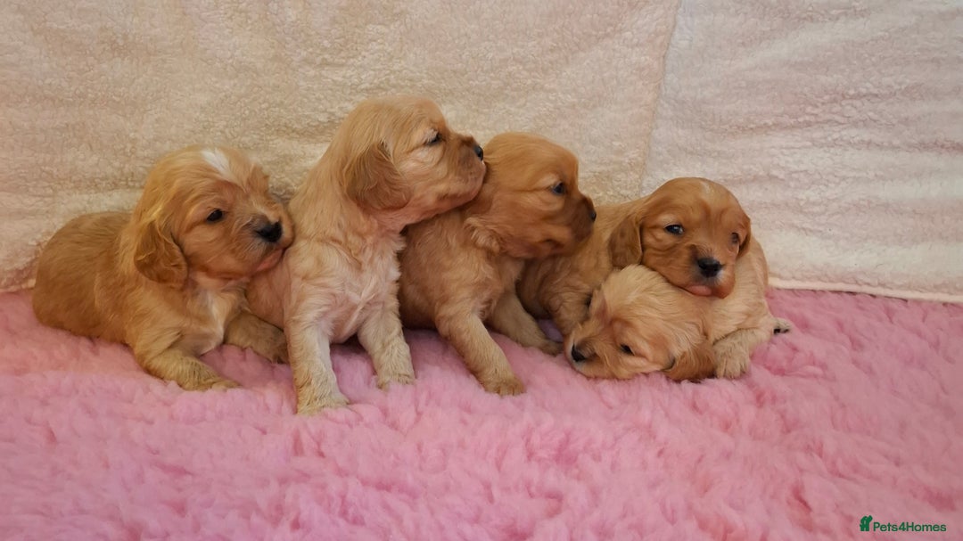 Cavapoo dogs for sale: Beautiful Cavapoo Puppies - Advert 2