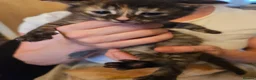 Mixed Breed cats for sale: Bengal cross kittens for sale in Aylesbury - Advert 4