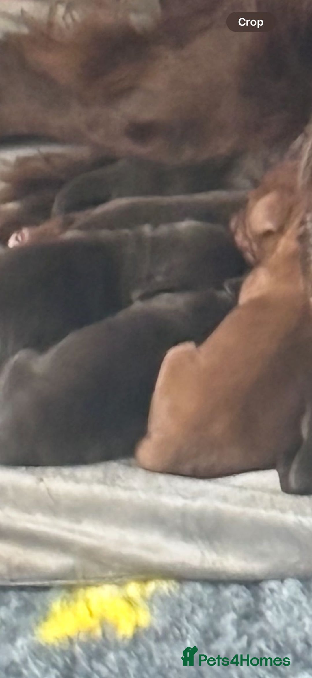 Cocker Spaniel dogs for sale: 🐾✨outstanding  cocker spaniel puppies 🐾✨ - Image 5