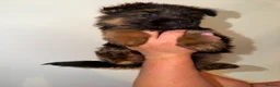 German Shepherd dogs for sale: German Shepard puppies ⭐️ready to be rehomed ⭐️ - Advert 11