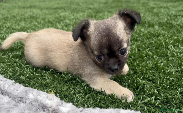 Chihuahua dogs - Advert 3