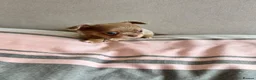 Chihuahua dogs for sale: KC LONG COAT CHIHUAHUAS - Advert 15