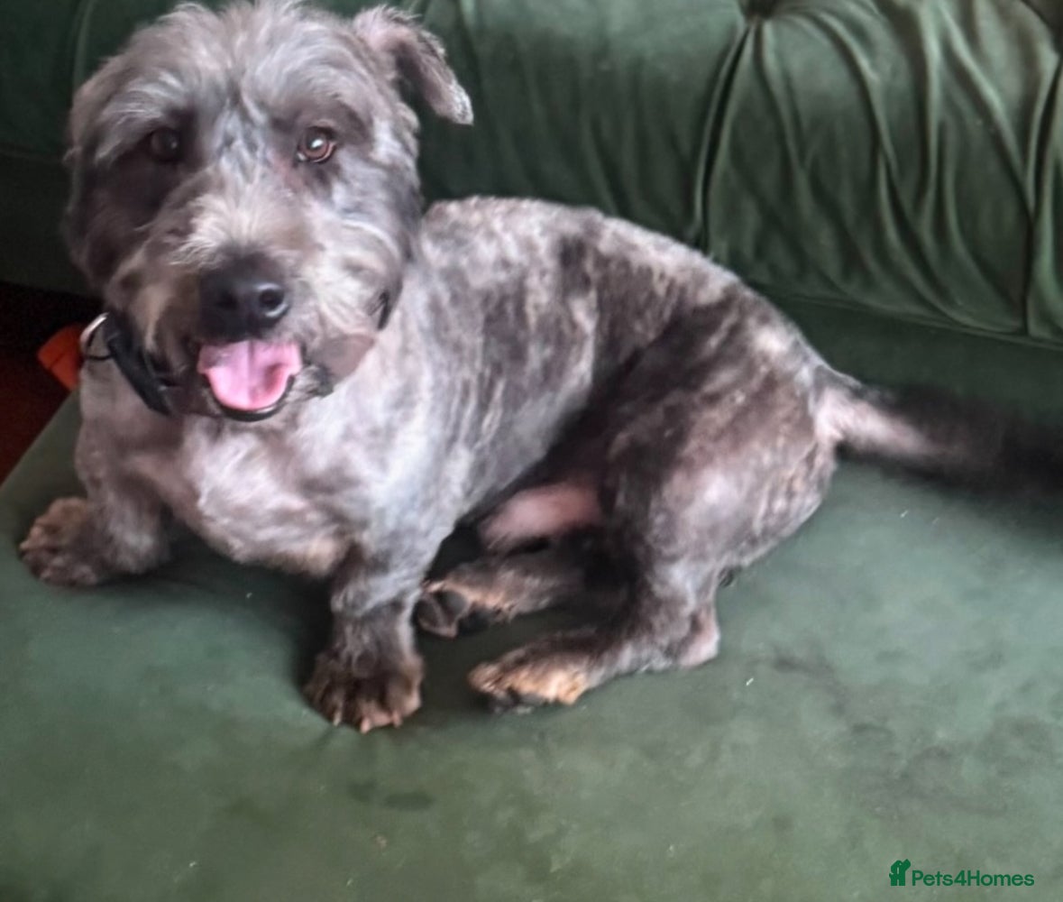 Glen of Imaal Terrier dogs Glen of Imaal Terrier Stud- Crufts qualified  - Advert 2