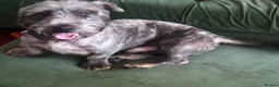 Glen of Imaal Terrier dogs for stud: Glen of Imaal Terrier Stud- Crufts qualified  - Advert 2