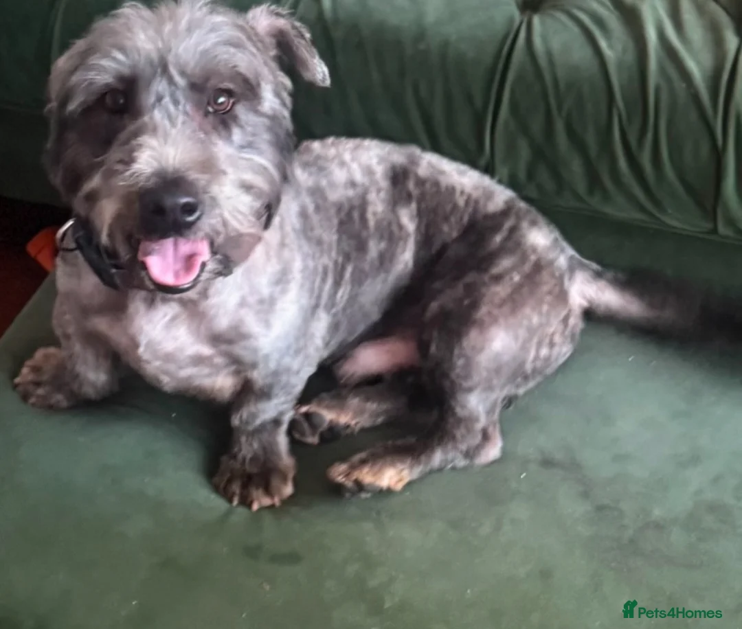 Glen of Imaal Terrier dogs for stud: Glen of Imaal Terrier Stud- Crufts qualified  - Advert 2