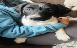 Mixed Breed dogs for sale: Springer x Labcolliex pups Vet health Checked in Carmarthen - Image 1