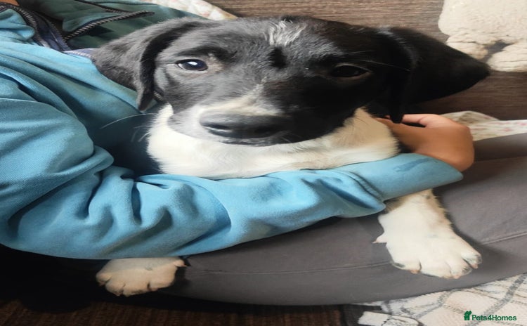 Mixed Breed dogs in Carmarthen - Advert 12