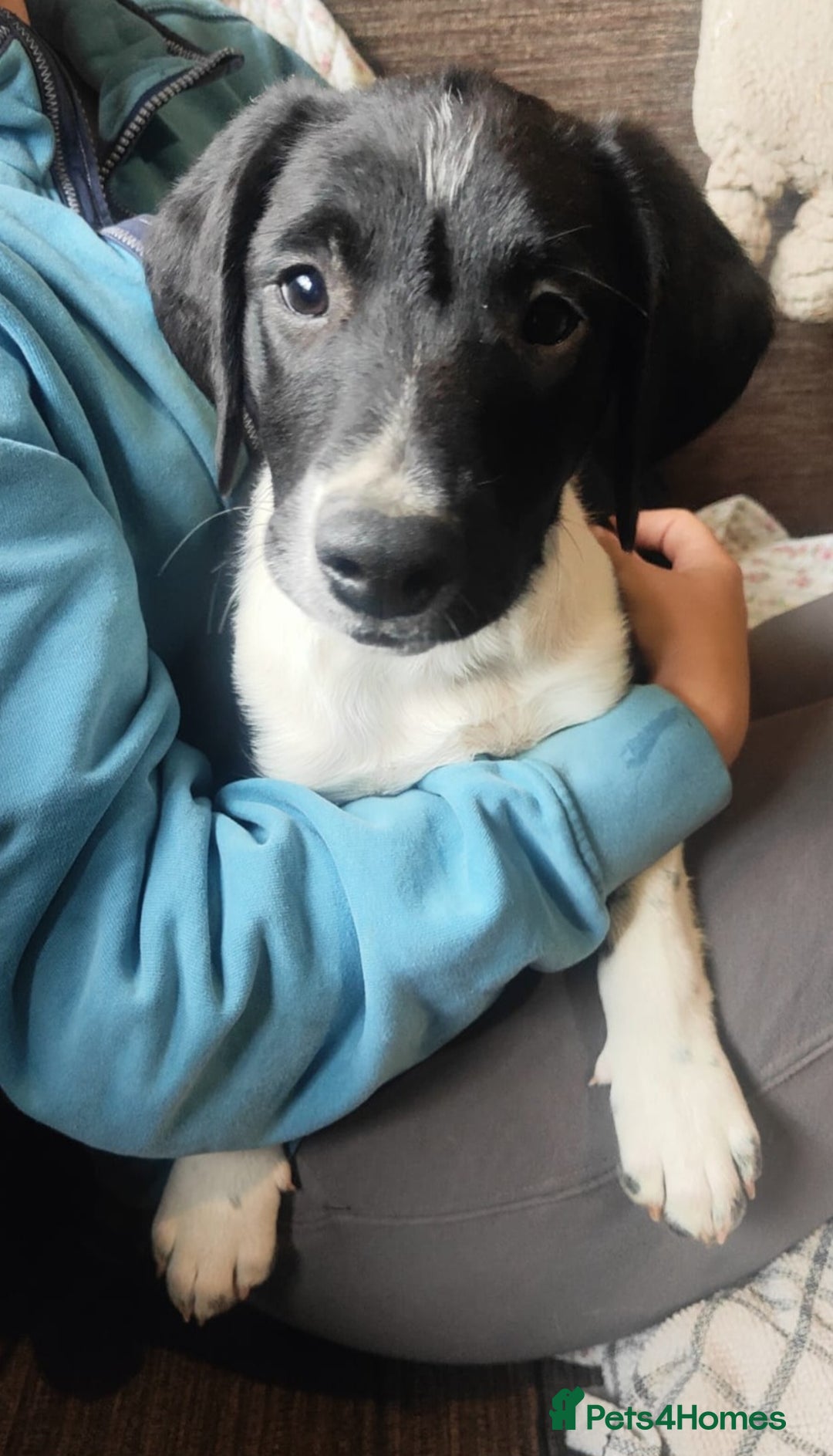 Mixed Breed dogs for sale: Springer x Labcolliex pups Vet health Checked in Carmarthen - Image 1