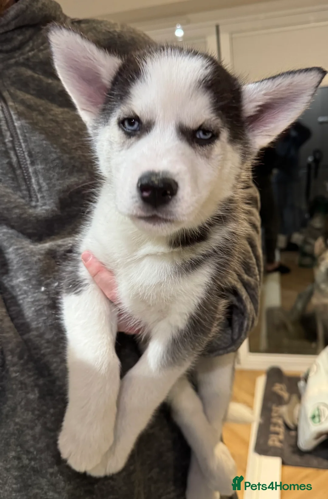Siberian Husky dogs for sale: 1 KC REG SIBERIAN PUP LEFT (BOY)READY NOW - Advert 17
