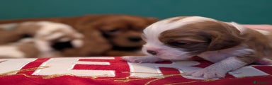 Cavalier King Charles Spaniel Puppy 5