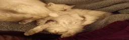Siberian cats for sale: Super cute siberian kittens - Advert 16