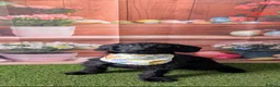 Doxiepoo dogs for sale: Last Doxiepoo Girl Remaining. - Advert 3