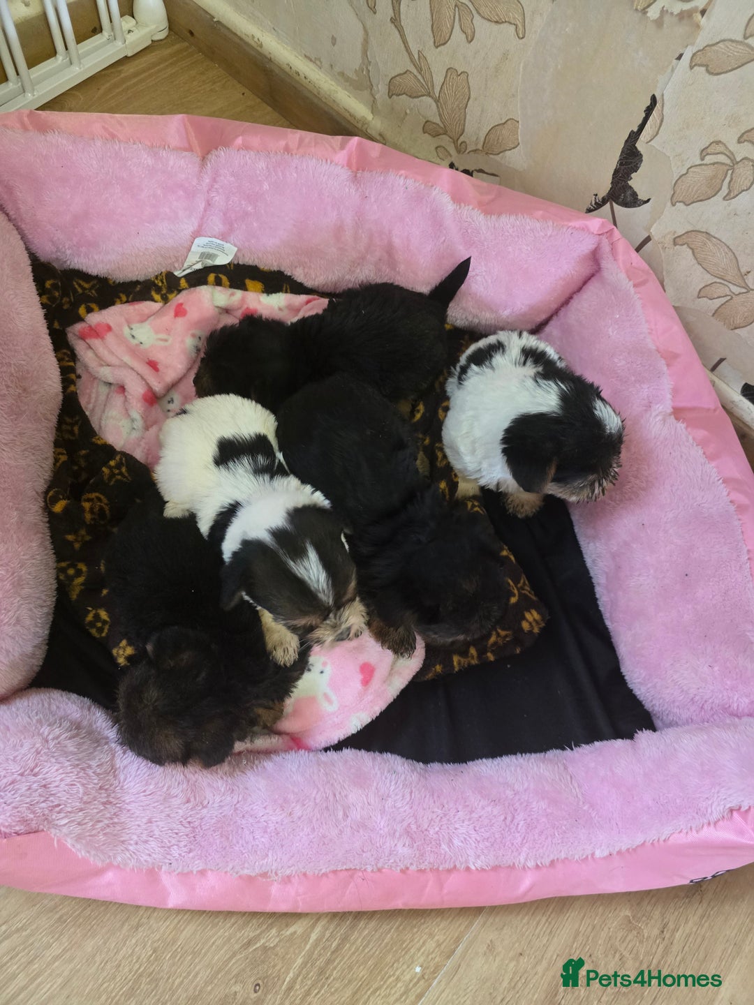 Yorkshire Terrier dogs for sale: 5 yorkies - Image 4