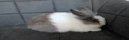 Lionhead rabbits for sale: Fluffy BE Lionhead Rabbits for Sale  - Advert 15