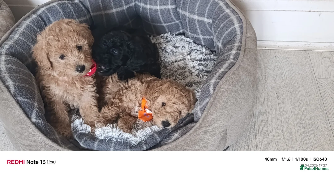 Miniature Poodle dogs for sale: Mini Poodle - Advert 1
